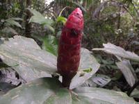Amazonas-Regenwald