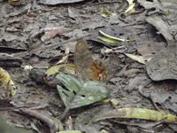 Amazonas-Regenwald