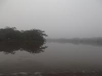 Amazonas-Regenwald