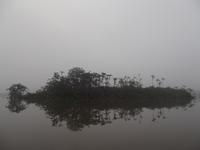 Amazonas-Regenwald