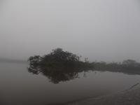 Amazonas-Regenwald