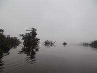 Amazonas-Regenwald