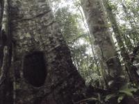 Amazonas-Regenwald