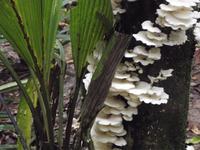 Amazonas-Regenwald