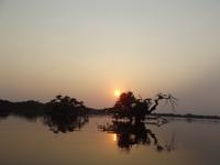 Amazonas-Regenwald