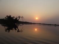 Amazonas-Regenwald