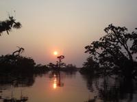 Amazonas-Regenwald