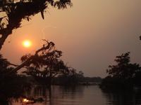 Amazonas-Regenwald
