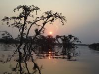 Amazonas-Regenwald