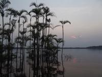 Amazonas-Regenwald