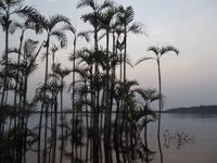 Amazonas-Regenwald