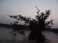 Amazonas-Regenwald