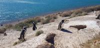 Argentinien - Halbinsel Valdes - Magellan Pinguine 