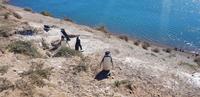 Argentinien - Halbinsel Valdes - Magellan Pinguine 