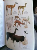 Atacama Wüste