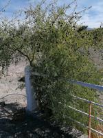Atacama Wüste