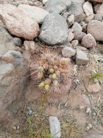 Atacama Wüste