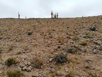 Atacama Wüste
