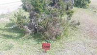 Ausflug Estancia Cristina - Rundgang (Calafate-Busch)