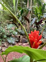 Blumen in unserem Hotel