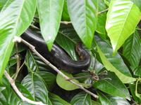 Boa - Regenwald Ecuador