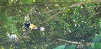 Brasilien - Iguazu Wasserfälle erleben