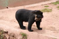 Brillenbär (2)