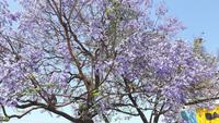 Buenos Aires (La Boca - Jacaranda)