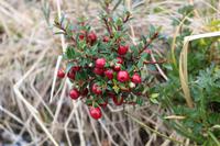 Calafate Beere
