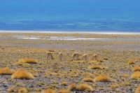 Chile und Osterinsel - Atacama-Wüste - Lagune Miscanti (6)