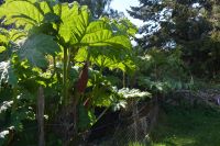 Chile und Osterinsel - chilenischer Rhababer