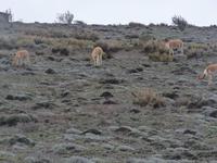 Chimborazo Nationalpark Vicunas