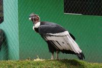 Condor (2)