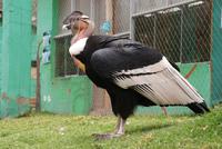 Condor (6)