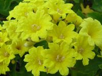 Cordea lutea