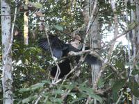 Cuyabeno Reservat - Schlangenhalsvogel