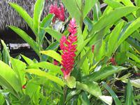 Cuyabeno Reservat -