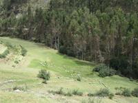 Cuzco (8)