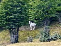 Das wilde Pferd