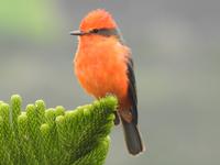 Ecuador