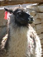 Ein Lama...
