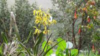 Fahrt nach Guayaquil - Orchidee