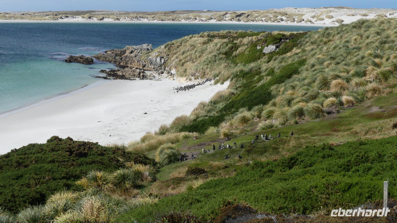 Falkland Inseln