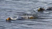 Falkland-Enten