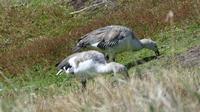 Falkland-Enten