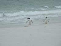 Falklandinseln - Stanley - Yorke Bay
