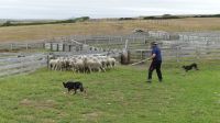 Falklandinseln, Fitz Roy Farm