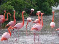 Flamingo 2