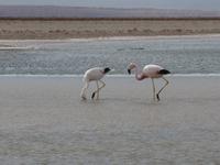 Flamingo chileno