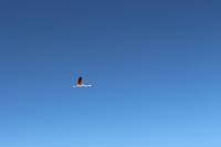 Flamingo im Flug